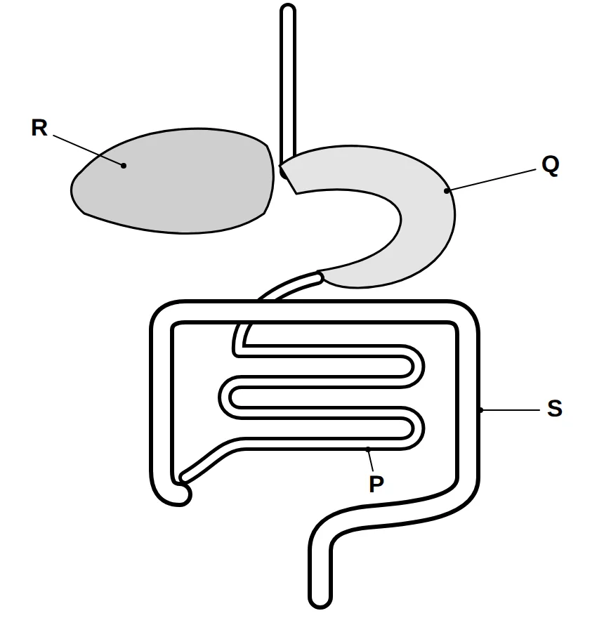 Outline of the human alimentary canal with parts P, Q, R, S