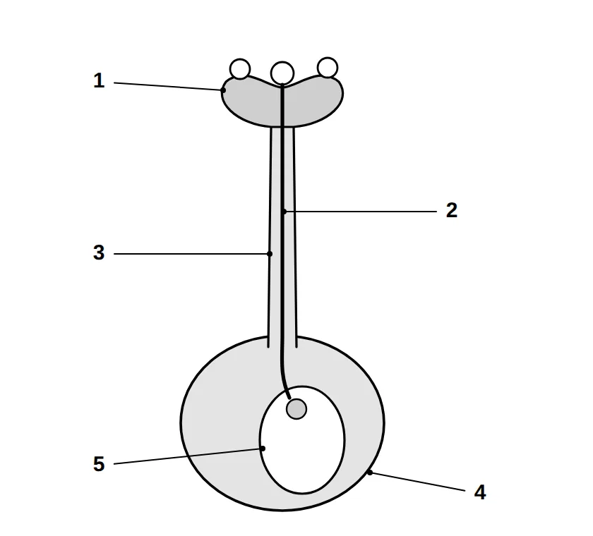 Pistil with a pollen tube, numbered labels 1 to 5