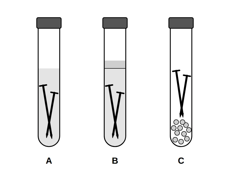 Three corked test tubes A, B and C containing iron nails