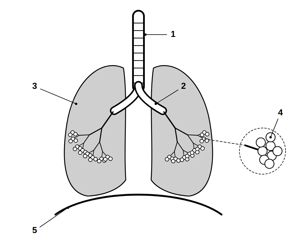 Human respiratory system with numbered labels 1 to 5