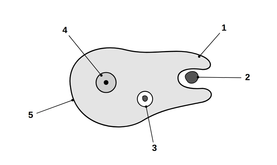 Amoeba with a food particle; numbered labels 1 to 5