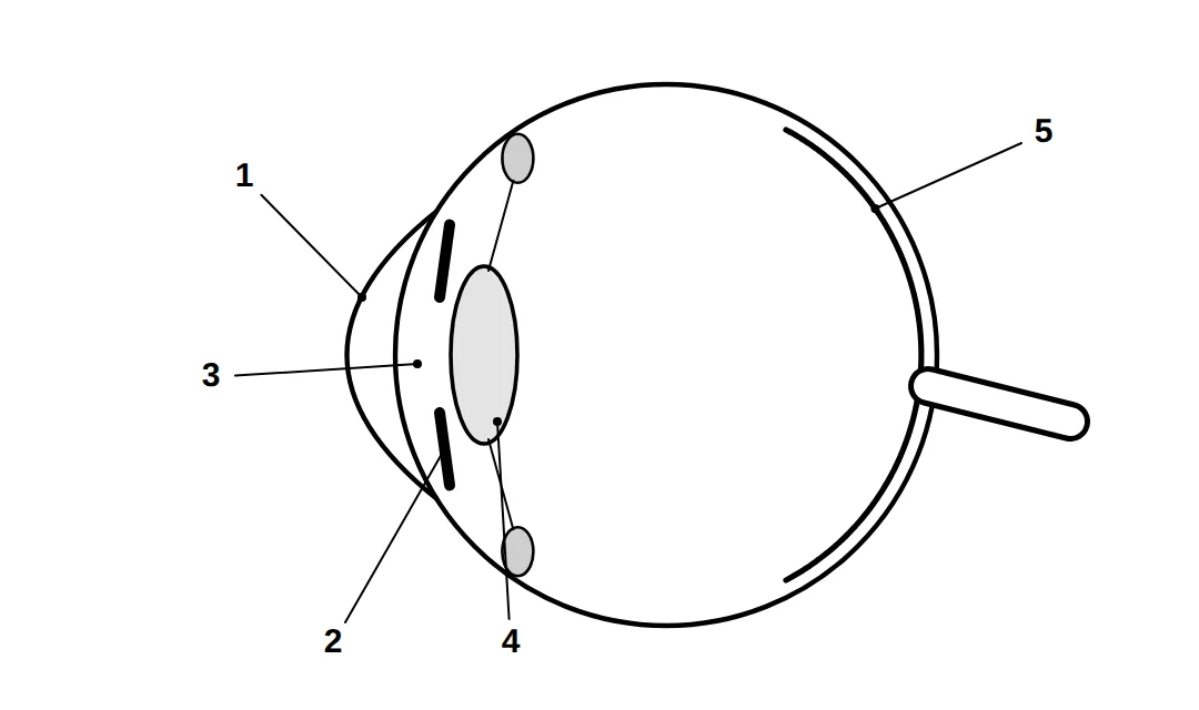 Human eye with numbered labels 1 to 5