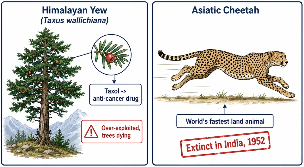 Case studies of Himalayan Yew and Asiatic cheetah