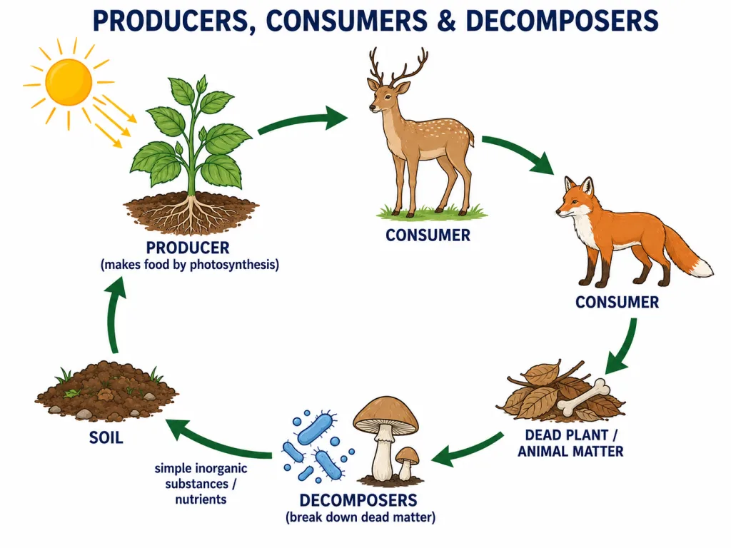 Cycle of producers, consumers and decomposers