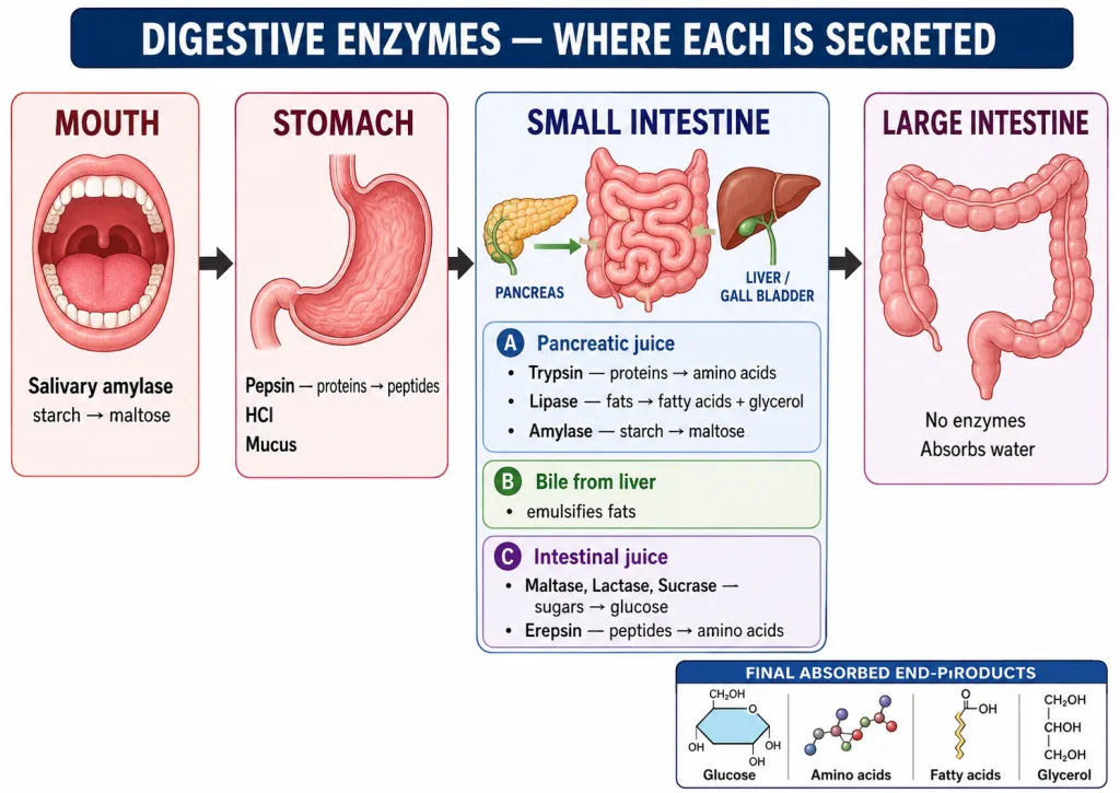 Digestive enzymes secreted along the human alimentary canal