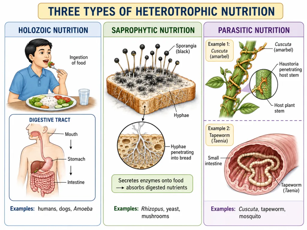 Three types of heterotrophic nutrition: holozoic, saprophytic and parasitic
