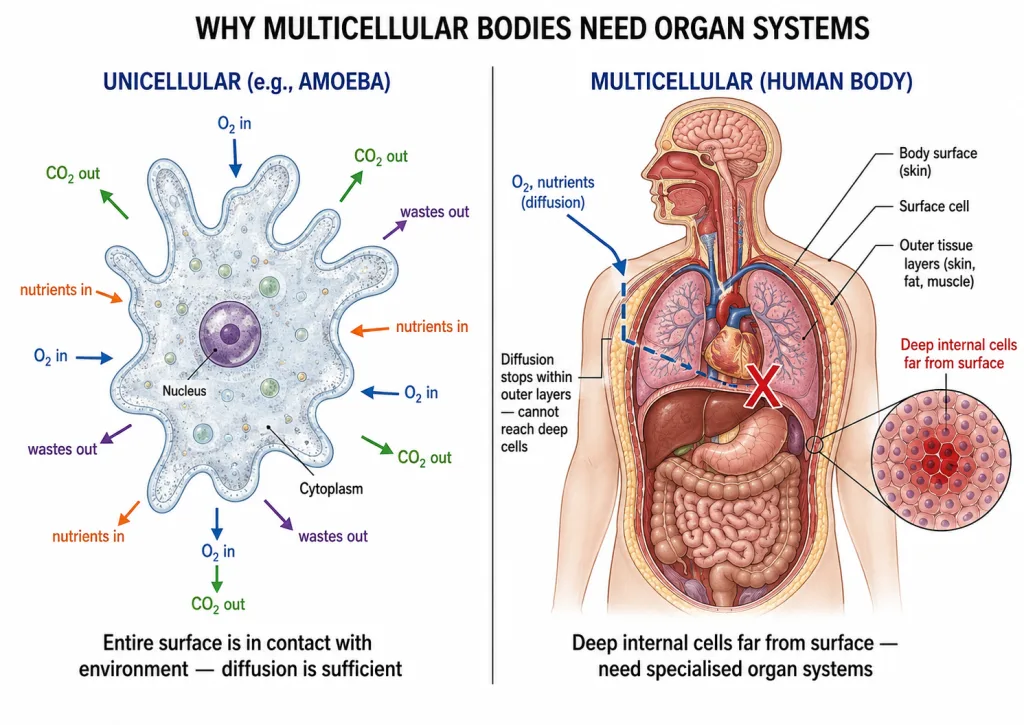 Why multicellular organisms cannot rely on simple diffusion