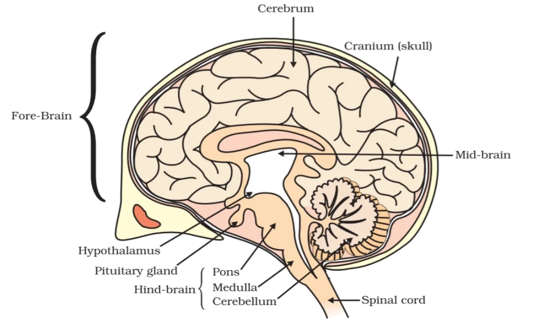 Labelled human brain with cerebrum, cerebellum and medulla