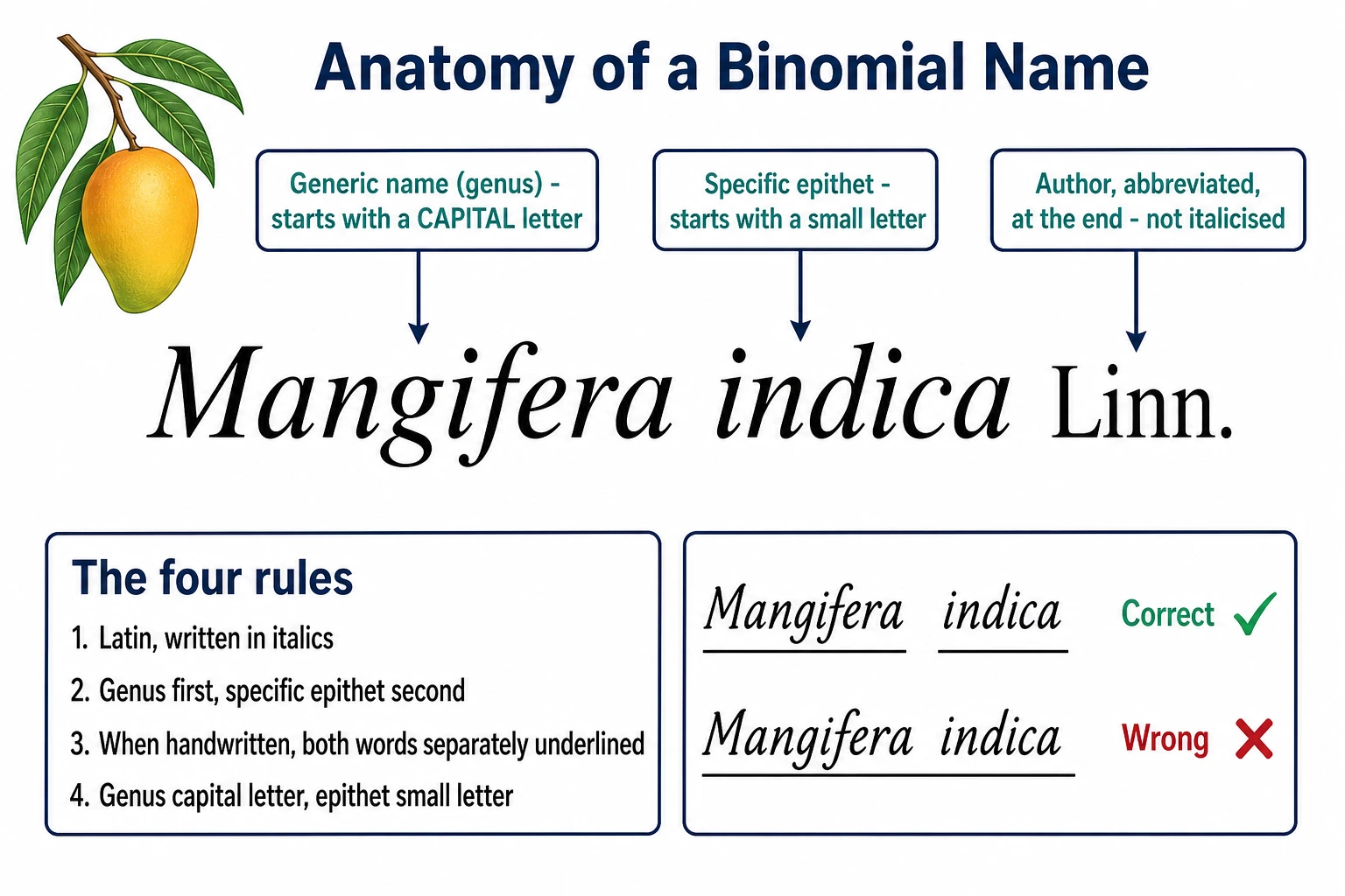 Parts of the binomial name Mangifera indica Linn. Labelled