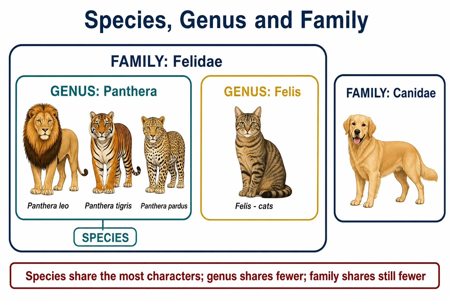 Panthera and Felis as two genera grouped into the family Felidae
