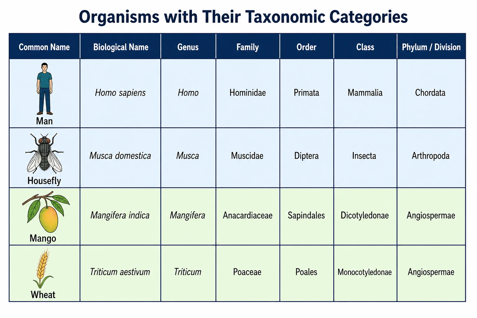 Taxonomic categories of man, housefly, mango and wheat