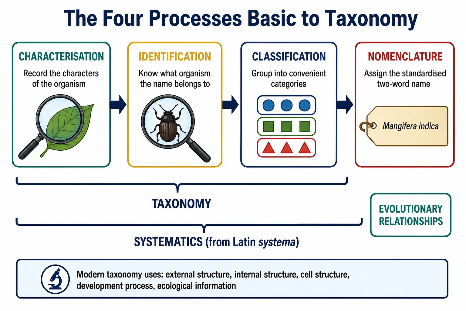 The four processes basic to taxonomy