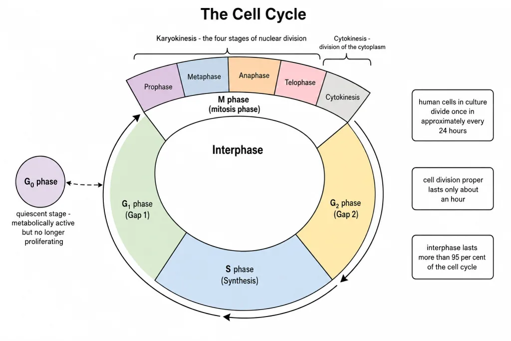 Diagrammatic view of the cell cycle showing interphase and M phase