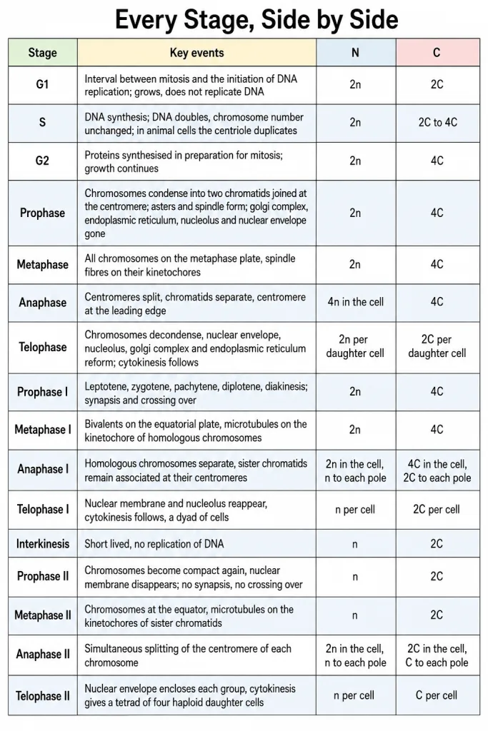 Summary chart of mitosis and meiosis stages with chromosome and DNA values