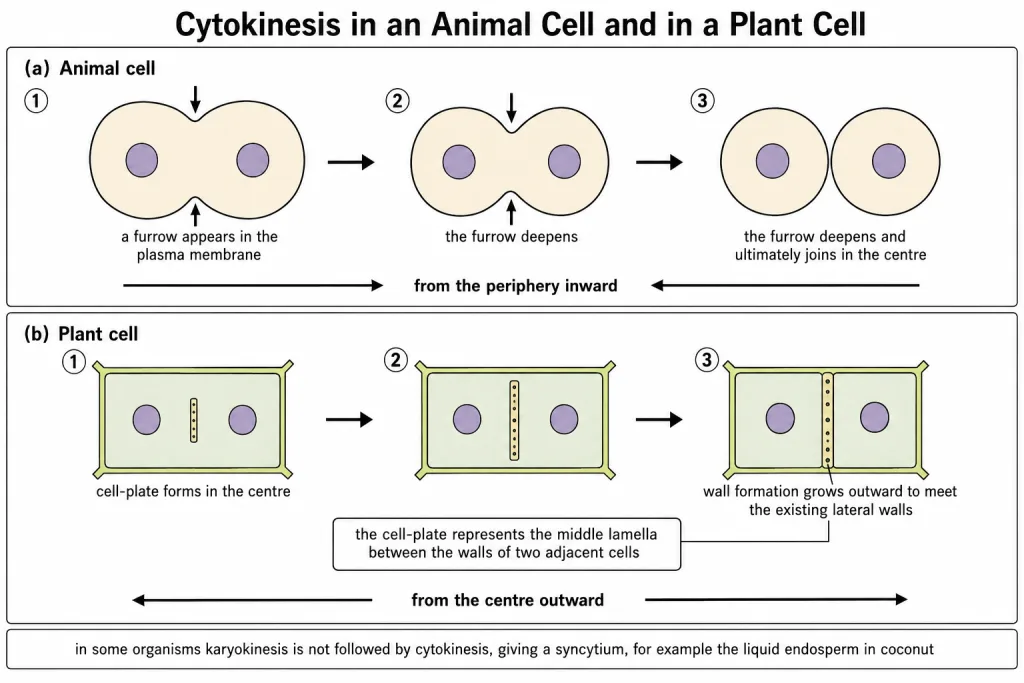 Cytokinesis compared in an animal cell and a plant cell