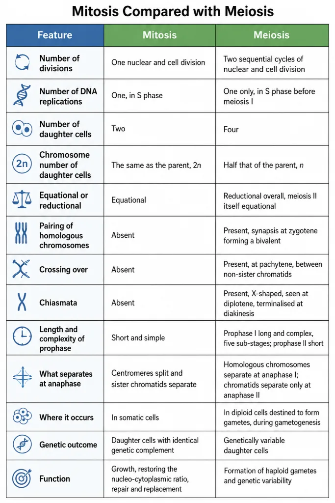 Mitosis and meiosis compared side by side from one parent cell