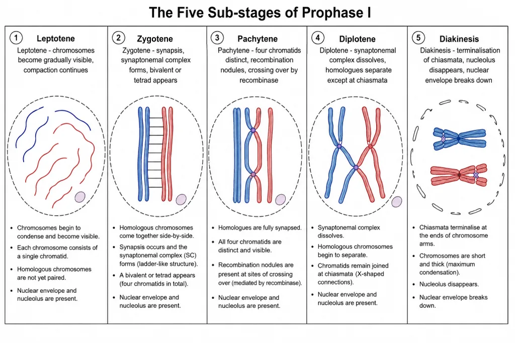 The five sub-stages of prophase I of meiosis shown in order