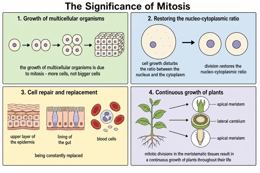 Significance of mitosis in growth, repair and replacement of cells