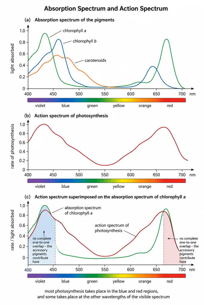 Absorption spectrum of chlorophylls and carotenoids with the action spectrum