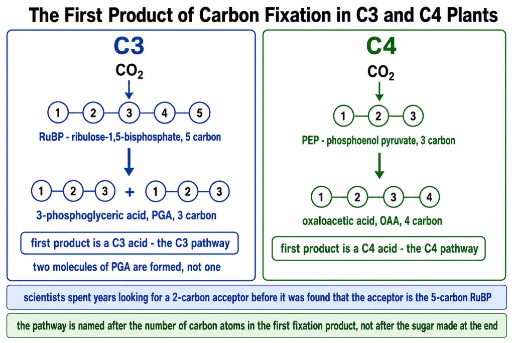 First products of carbon fixation in C3 and C4 plants