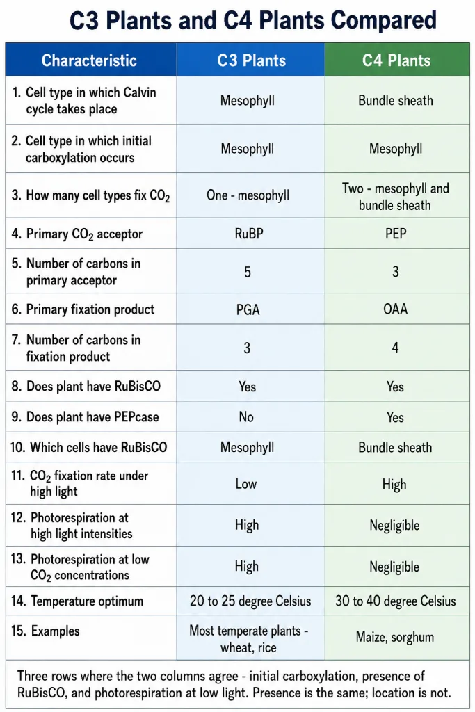Side by side comparison chart of C3 and C4 plants across anatomy, enzymes and performance
