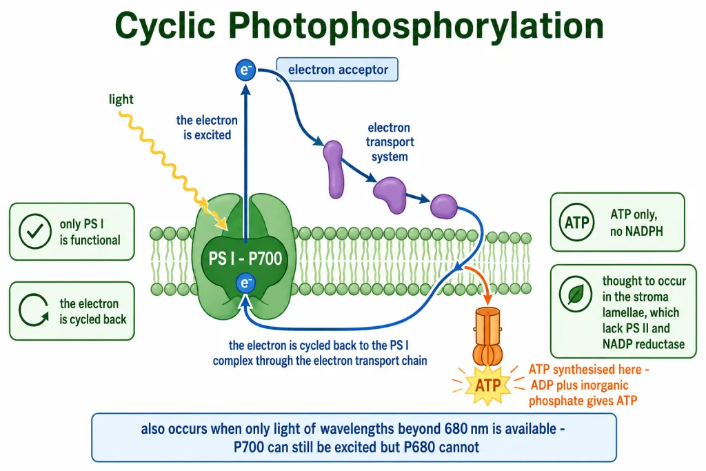 Cyclic photophosphorylation with the electron returning to the P700 reaction centre