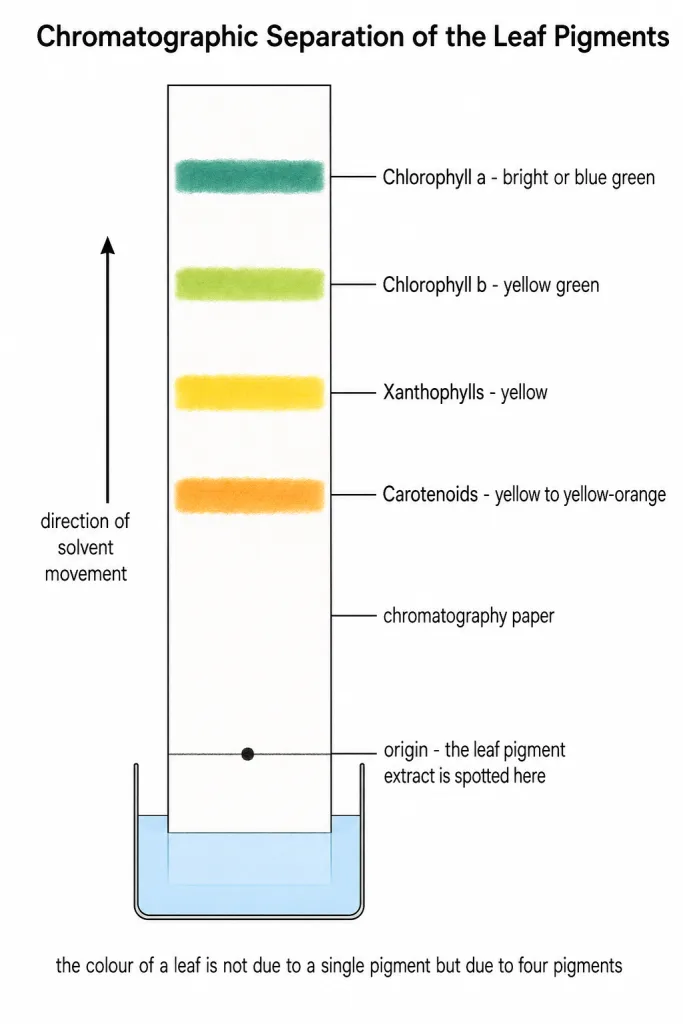 Paper chromatogram of leaf pigments with the four bands labelled