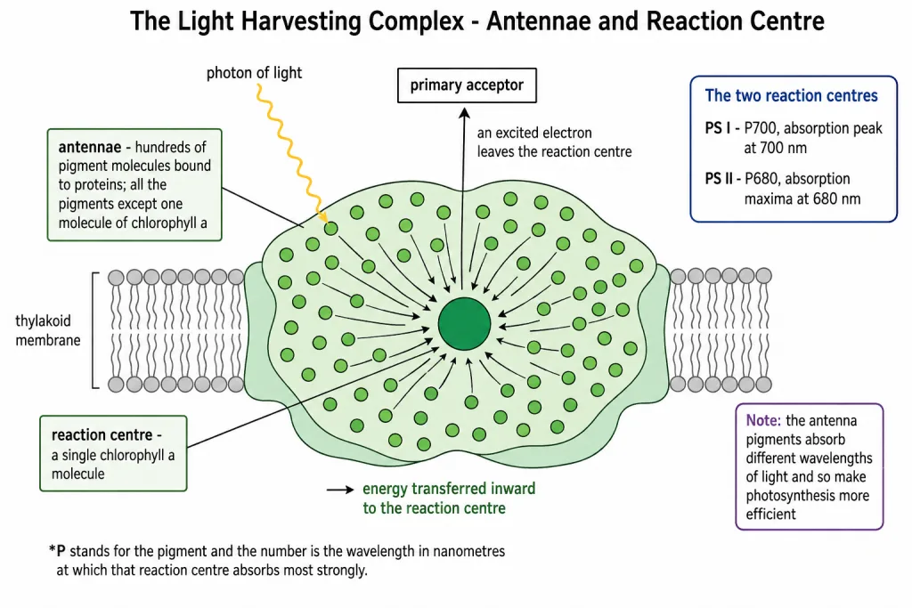 Light harvesting complex with antenna pigments, reaction centre and primary acceptor