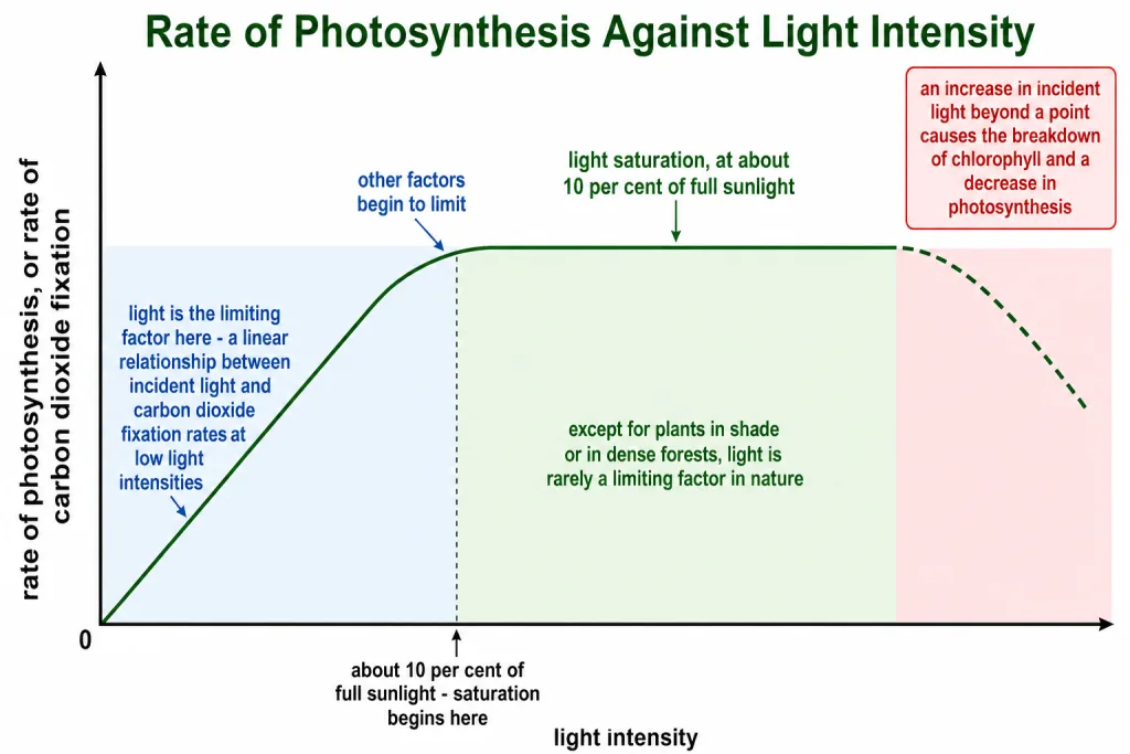 Graph of light intensity against rate of photosynthesis showing the saturation plateau