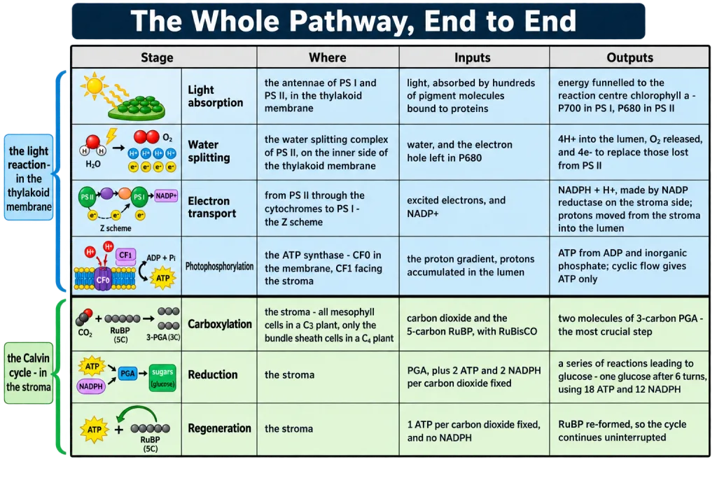Summary chart of photosynthesis from light absorption to glucose formation