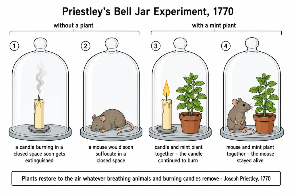 Priestley bell jar experiment with candle, mouse and mint plant