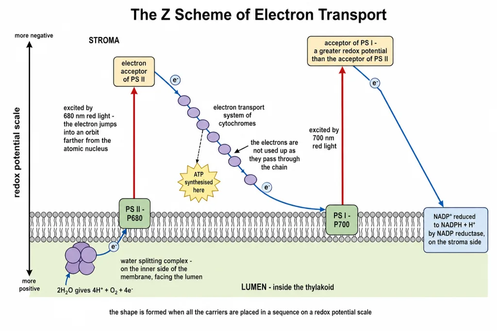 Z scheme of the light reaction from PS II through the electron transport system to PS I