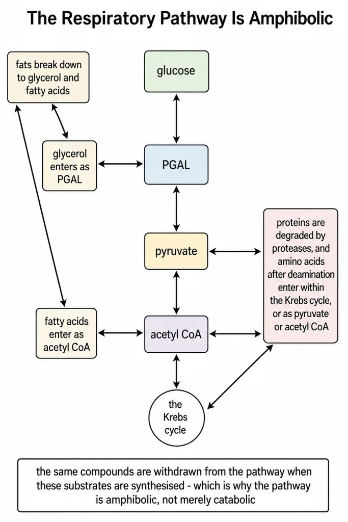Entry points of fats, glycerol, fatty acids and proteins into the respiratory pathway