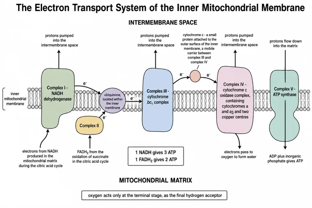 The electron transport system in the inner mitochondrial membrane