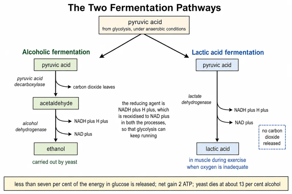 Major pathways of anaerobic respiration to ethanol and to lactic acid