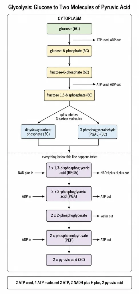 The steps of glycolysis from glucose to two molecules of pyruvic acid