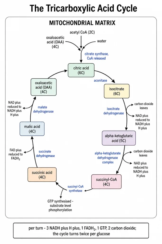 The citric acid cycle with its intermediates, carbon counts and reduced coenzymes
