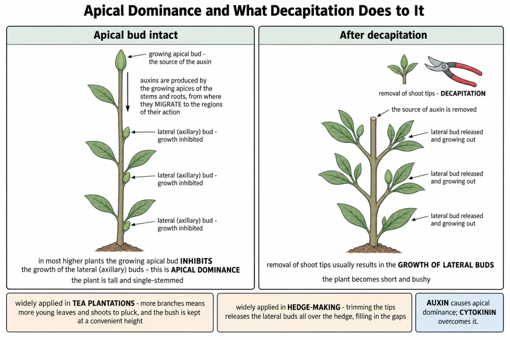 Apical dominance in a plant with the apical bud intact and after decapitation