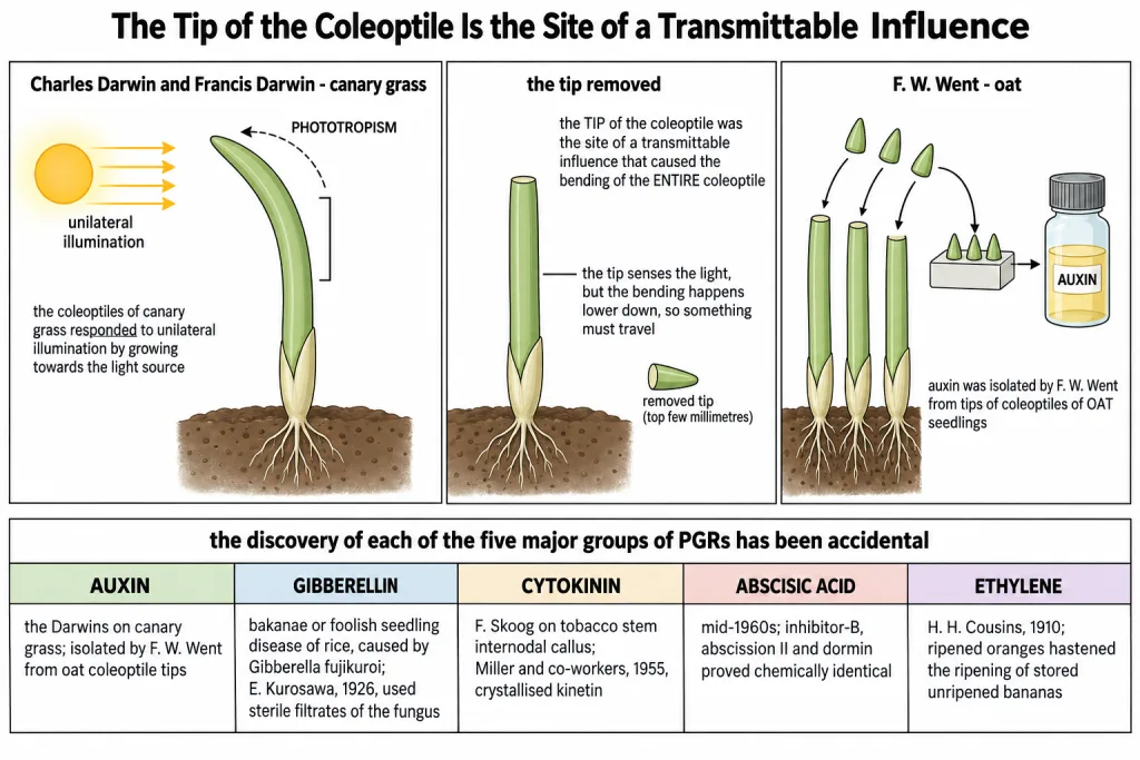 Experiment showing the coleoptile tip is the source of the bending influence