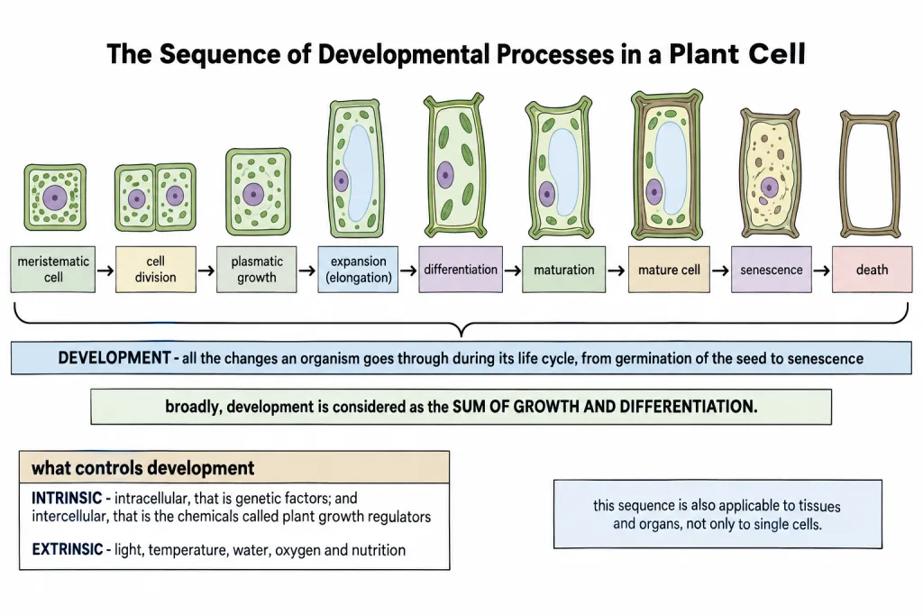 Sequence of developmental processes in a plant cell