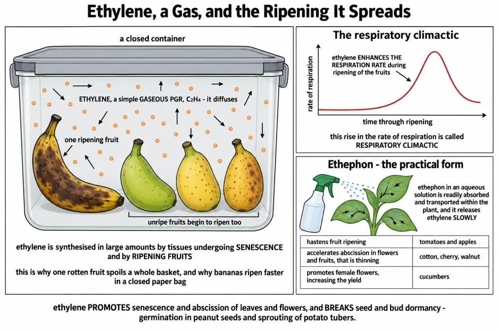 Ethylene from a ripening fruit spreading to unripe fruits in a closed container