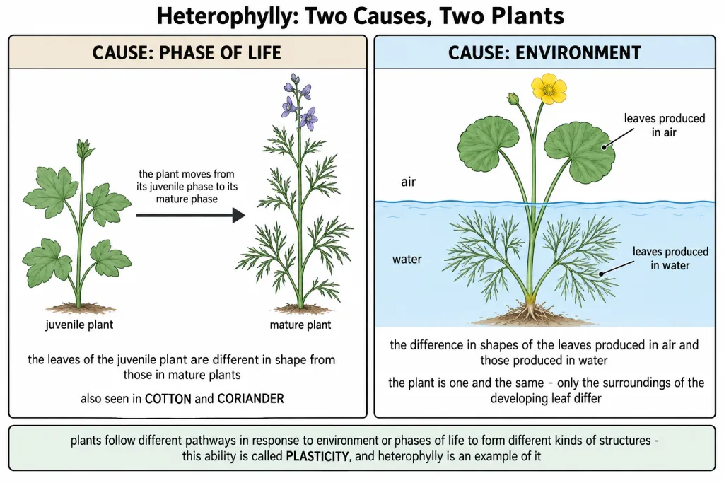 Heterophylly in larkspur and in buttercup leaves