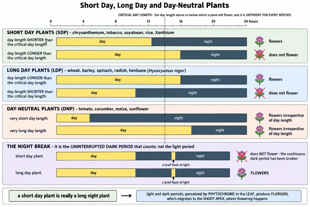 Short day, long day and day-neutral plants compared against a critical day length