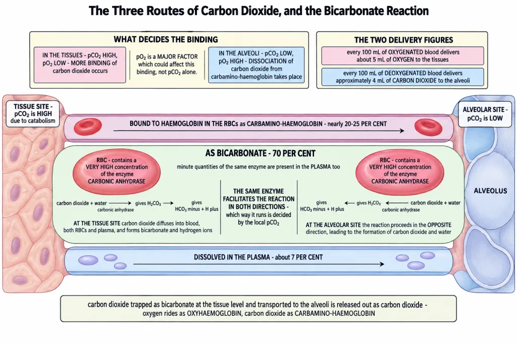 Transport of carbon dioxide as bicarbonate between tissues and alveoli