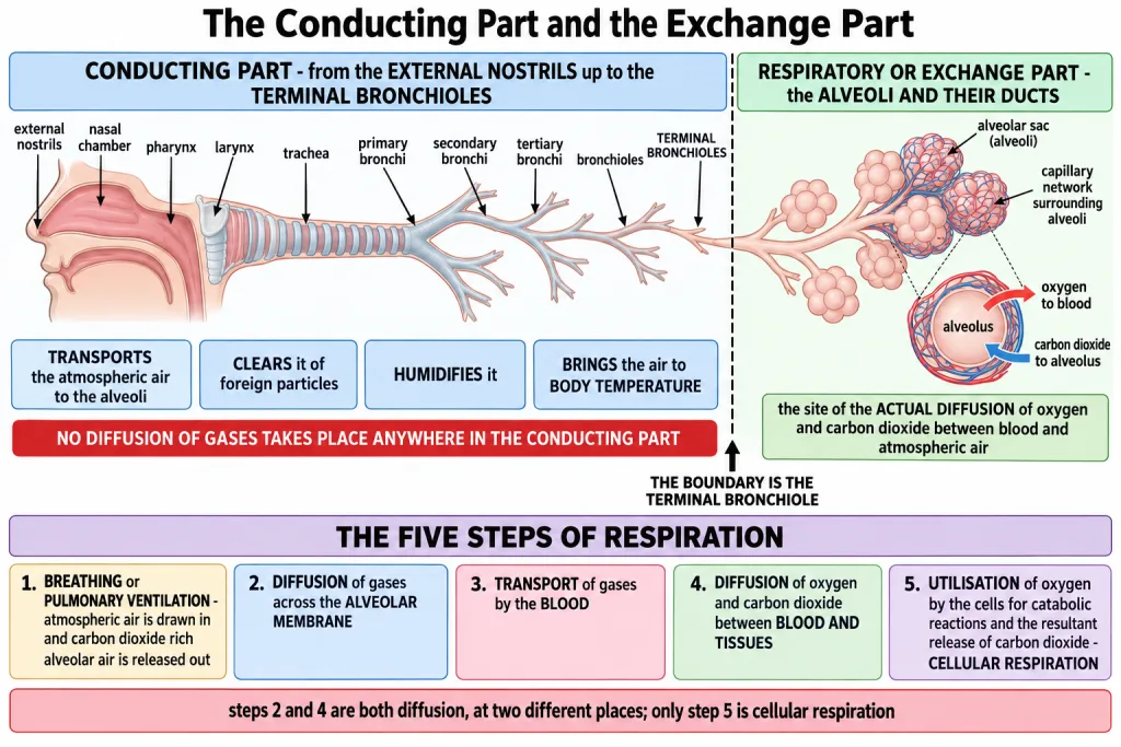 Conducting part from nostrils to terminal bronchioles and the exchange part at the alveoli