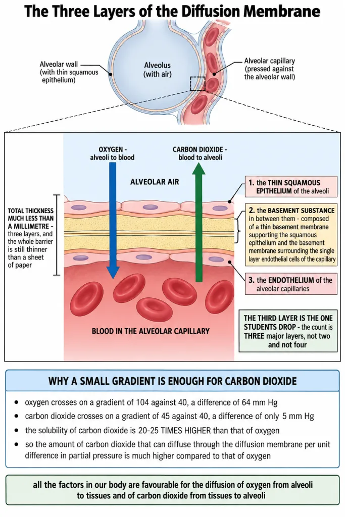 Three layers of the diffusion membrane at an alveolus and its capillary