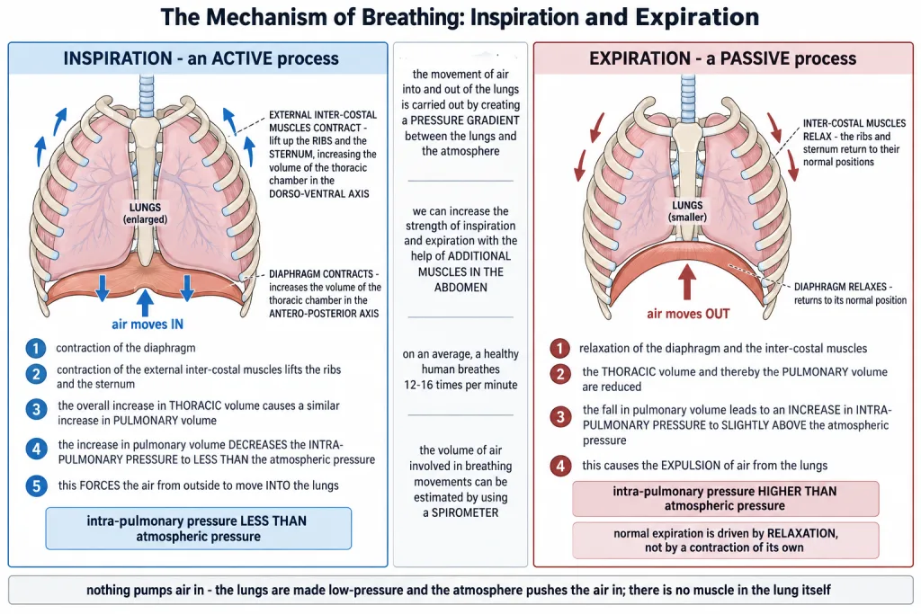 Mechanism of breathing showing inspiration and expiration with diaphragm and ribs