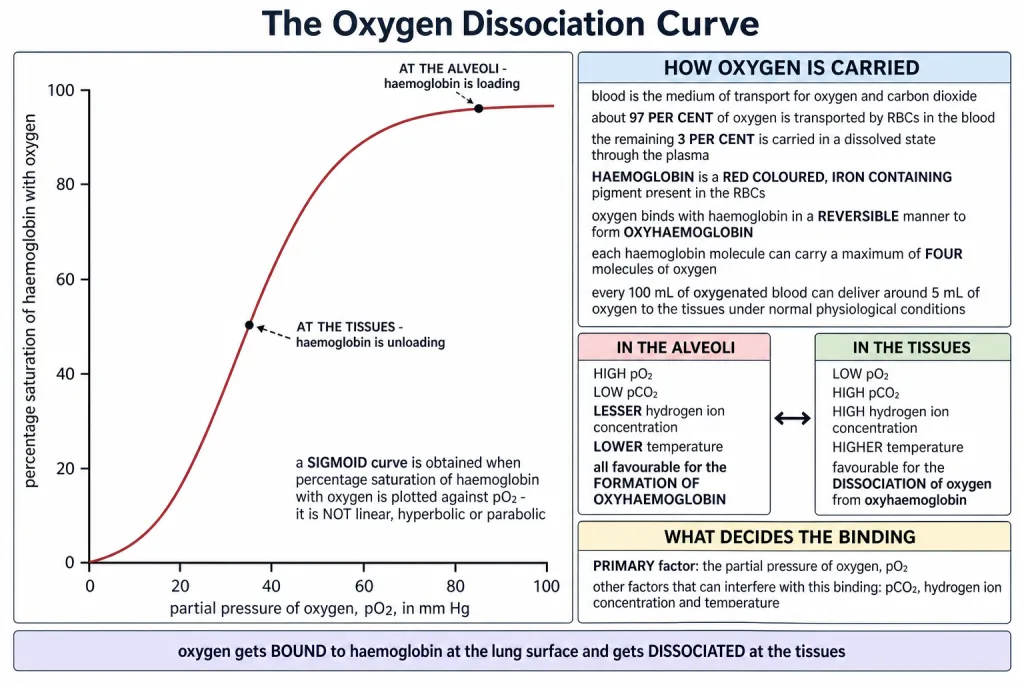 Oxygen dissociation curve, percentage saturation of haemoglobin against pO2