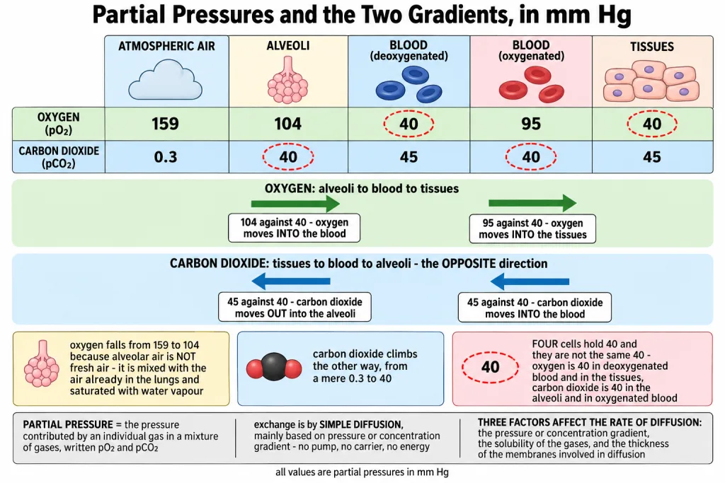 Partial pressures of oxygen and carbon dioxide at alveoli, blood and tissues