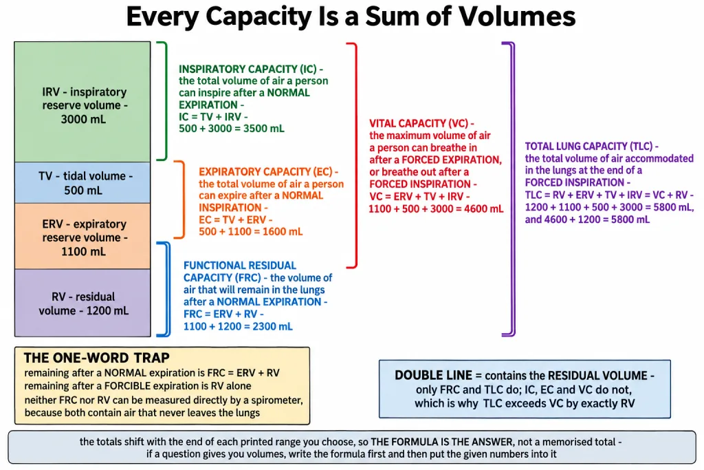 Respiratory capacities built as sums of tidal reserve and residual volumes